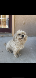 Lost Male Dog last seen Raintree Circle , Perris, CA 92571