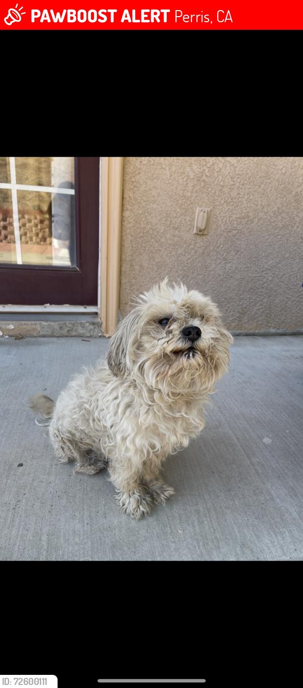 Lost Male Dog last seen Raintree Circle , Perris, CA 92571