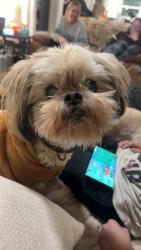 Lost Male Dog last seen Johnson , Modesto, CA 95354