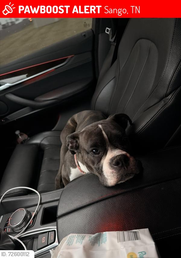 Lost Female Dog last seen Sango Ridge s Clarksville, Tn, Sango, TN 37043