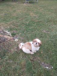 Lost Male Dog last seen 18th street and 1710 north Arlington Ave , Indianapolis, IN 46218