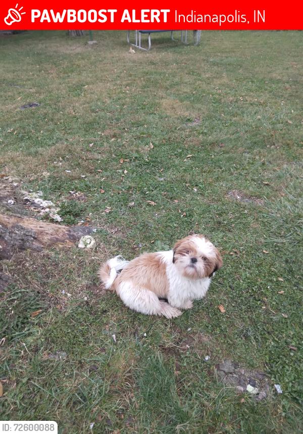 Lost Male Dog last seen 18th street and 1710 north Arlington Ave , Indianapolis, IN 46218