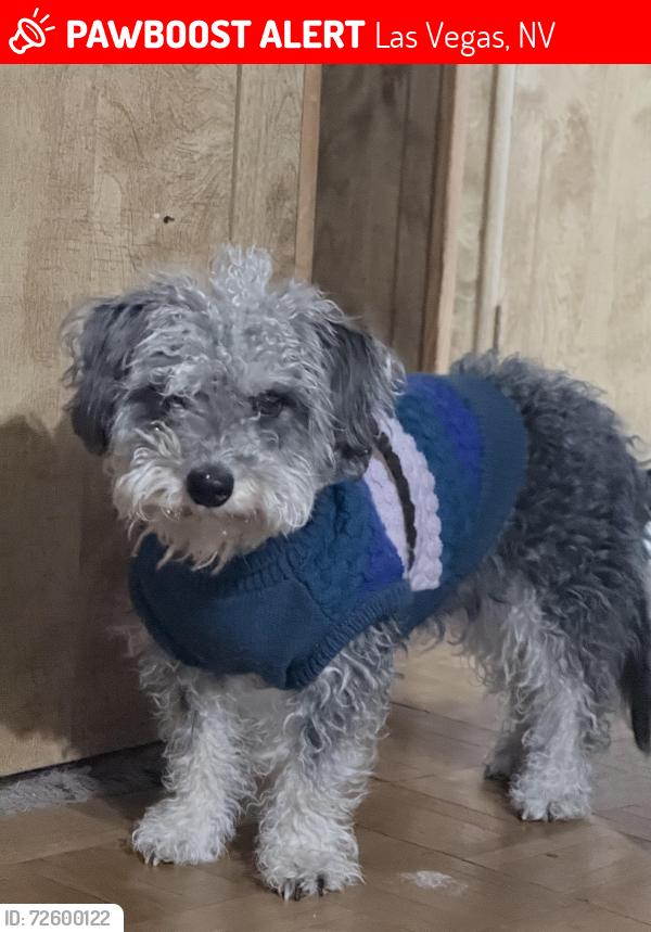 Lost Male Dog last seen near rainbow and alexander and or craig road., Las Vegas, NV 89108