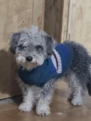 Lost Male Dog last seen near rainbow and alexander and or craig road., Las Vegas, NV 89108