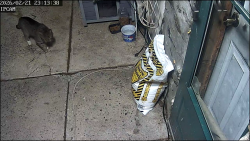Found/Stray Unknown Cat last seen Willobrook Rd. Clifton Heights around the bend in back alley behind row s. Right behind the storage place., Clifton Heights, PA 19018