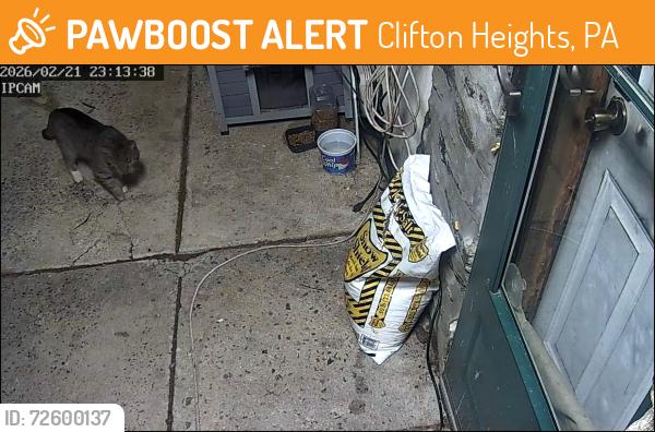 Found/Stray Unknown Cat last seen Willobrook Rd. Clifton Heights around the bend in back alley behind row s. Right behind the storage place., Clifton Heights, PA 19018