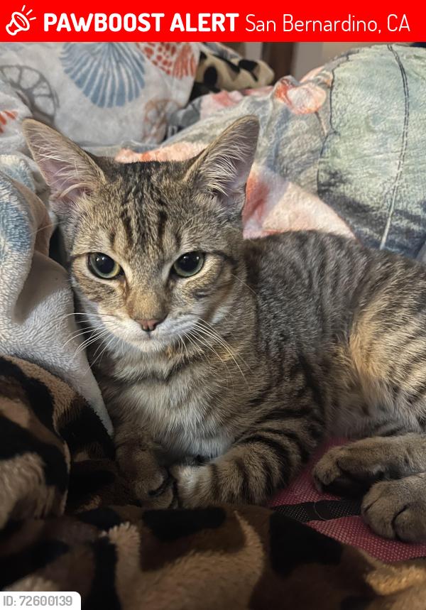 Lost Male Cat last seen N Waterman Ave , San Bernardino, CA 92404