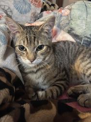 Lost Male Cat last seen N Waterman Ave , San Bernardino, CA 92404