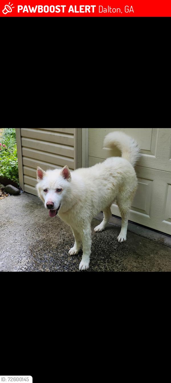 Lost Male Dog last seen Brooker Farm Rd, Dawnville Road., Dalton, GA 30721