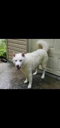 Lost Male Dog last seen Brooker Farm Rd, Dawnville Road., Dalton, GA 30721