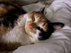 Lost Female Cat last seen Hialeah drive , Nelson County, KY 40013
