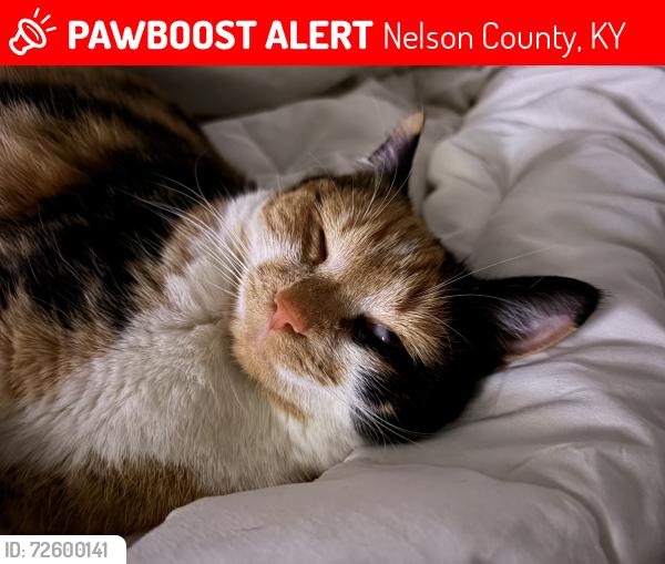 Lost Female Cat last seen Hialeah drive , Nelson County, KY 40013