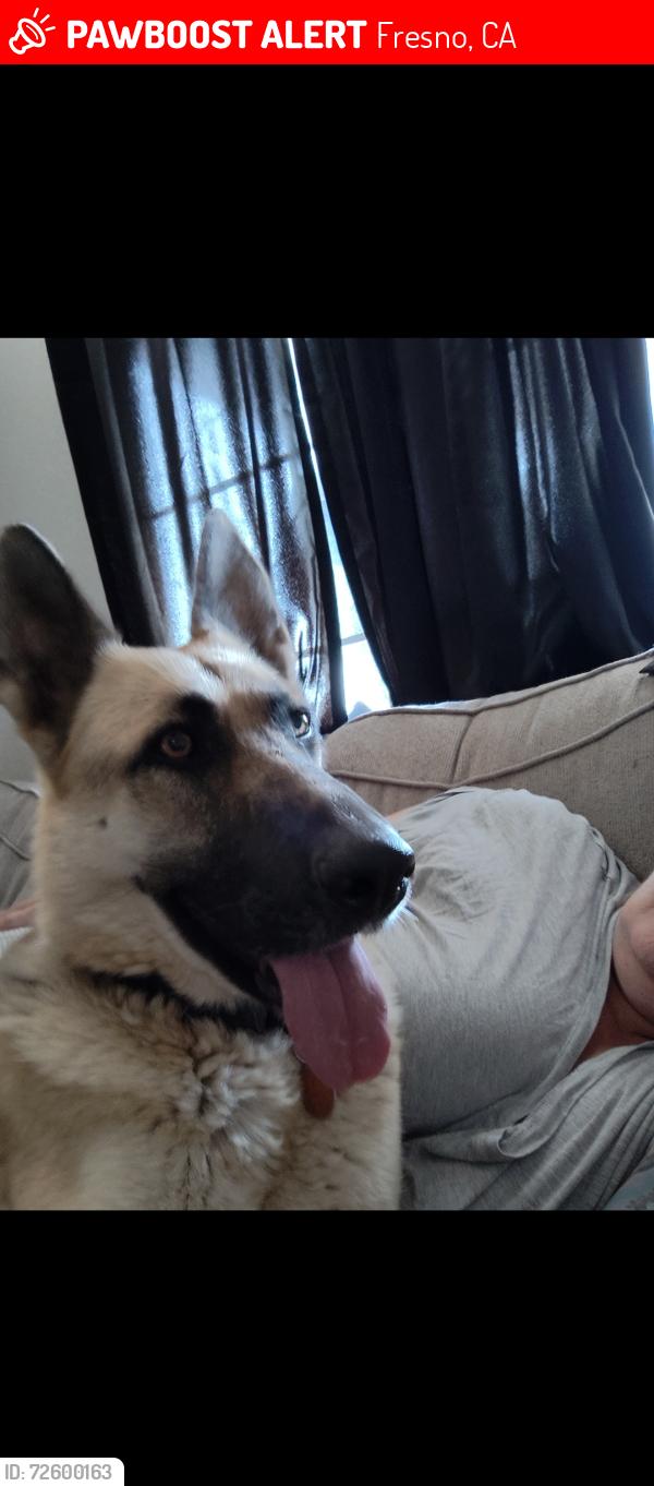 Lost Female Dog last seen Polk and Donner, Fresno, CA 93722