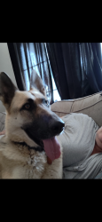 Lost Female Dog last seen Polk and Donner, Fresno, CA 93722