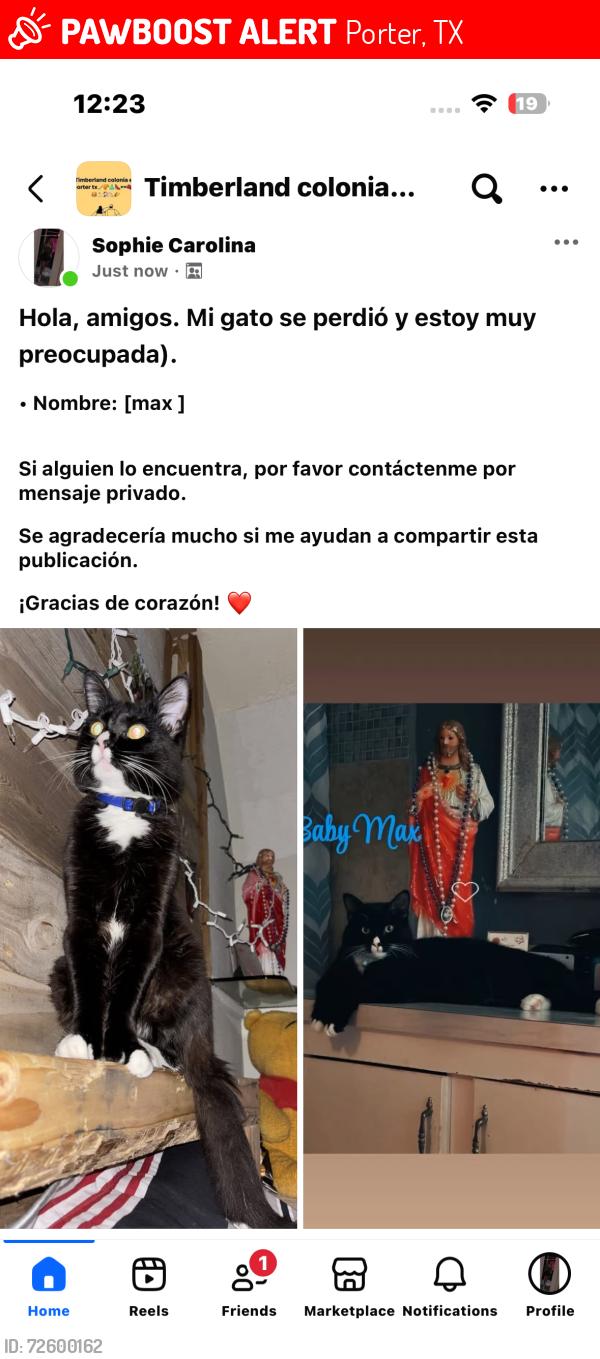 Lost Male Cat last seen Vale ln , Porter, TX 77365