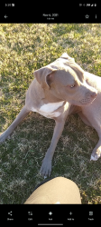 Lost Female Dog last seen Litchfield, Glendale, AZ 85301