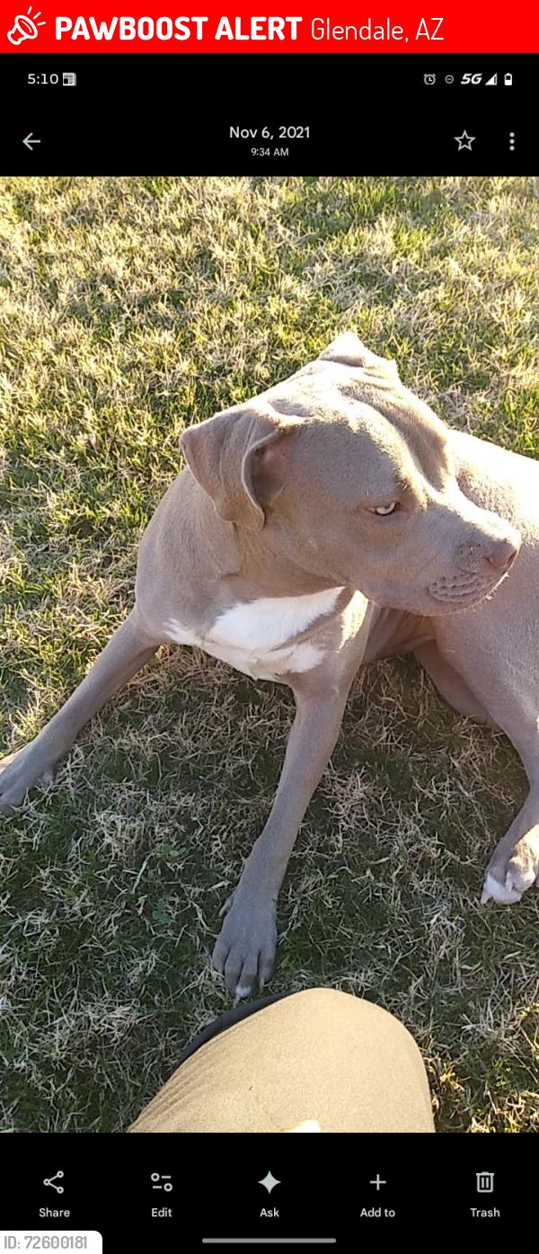 Lost Female Dog last seen Litchfield, Glendale, AZ 85301