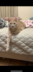 Lost Male Cat last seen Near George urban blvd Cheektowaga ny , Cheektowaga, NY 14225