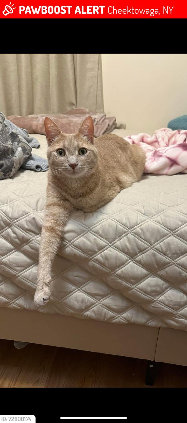 Lost Male Cat last seen Near George urban blvd Cheektowaga ny , Cheektowaga, NY 14225