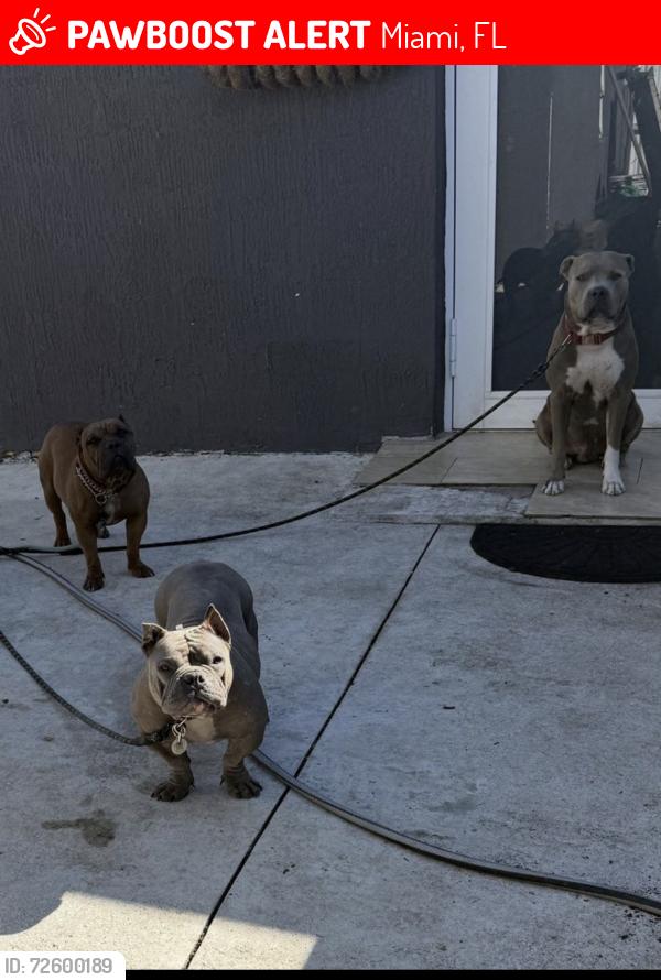 Lost Male Dog last seen 47st, Miami, FL 33127