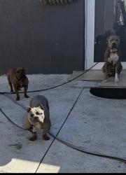 Lost Male Dog last seen 47st, Miami, FL 33127