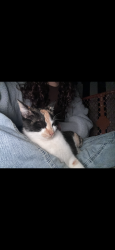 Found/Stray Female Cat last seen Taco Bell , Oakdale, CA 95361