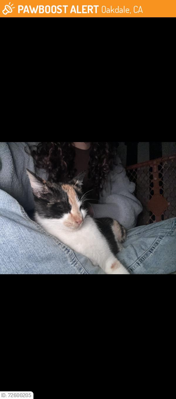 Found/Stray Female Cat last seen Taco Bell , Oakdale, CA 95361