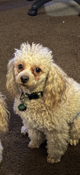 Lost Male Dog last seen West and McKinley , Fresno, CA 93705