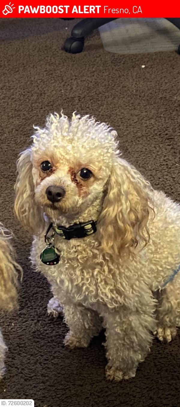 Lost Male Dog last seen West and McKinley , Fresno, CA 93705