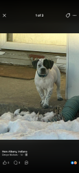Lost Male Dog last seen Culbertson , New Albany, IN 47150