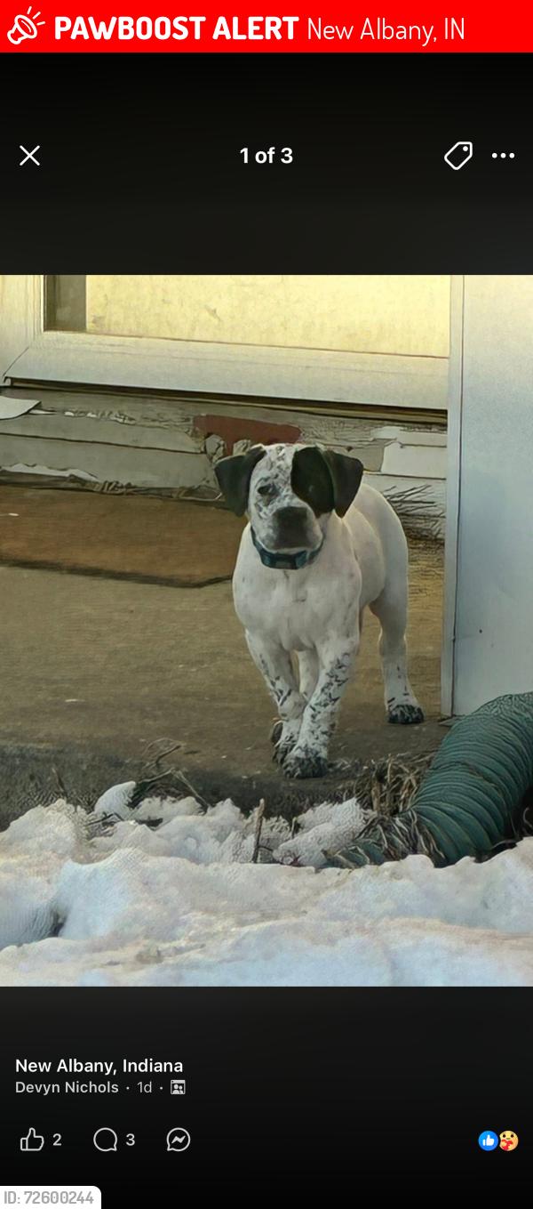 Lost Male Dog last seen Culbertson , New Albany, IN 47150