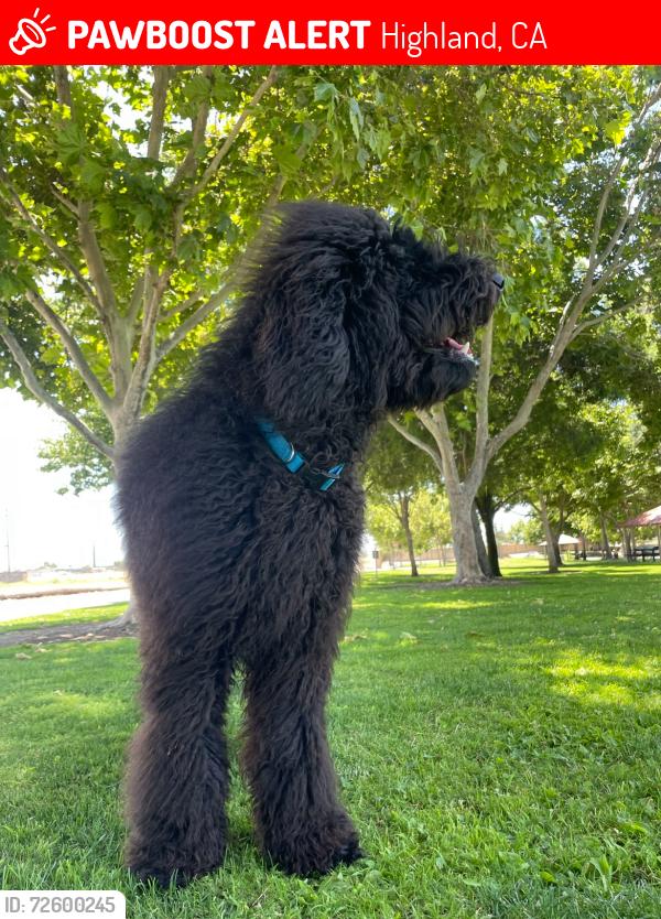 Lost Male Dog last seen Victoria st and 9 th st highland , Highland, CA 92346