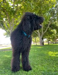 Lost Male Dog last seen Victoria st and 9 th st highland , Highland, CA 92346