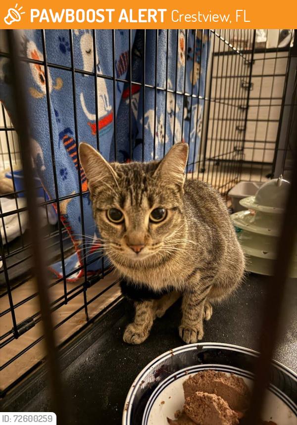 Found/Stray Female Cat last seen Route 85 , Crestview, FL 32536