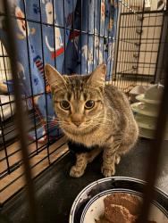 Found/Stray Female Cat last seen Route 85 , Crestview, FL 32536