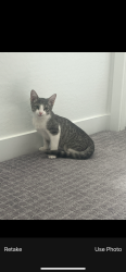 Lost Male Cat last seen Banyan 17 North, Phoenix, AZ 85085
