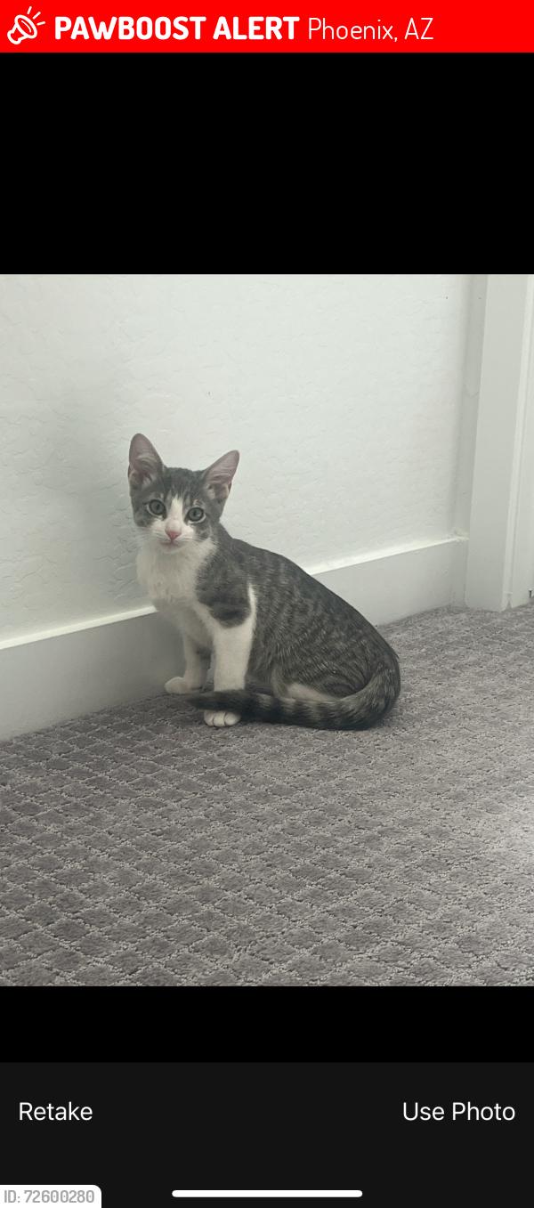 Lost Male Cat last seen Banyan 17 North, Phoenix, AZ 85085