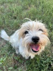 Lost Female Dog last seen Near , Converse, TX 78109