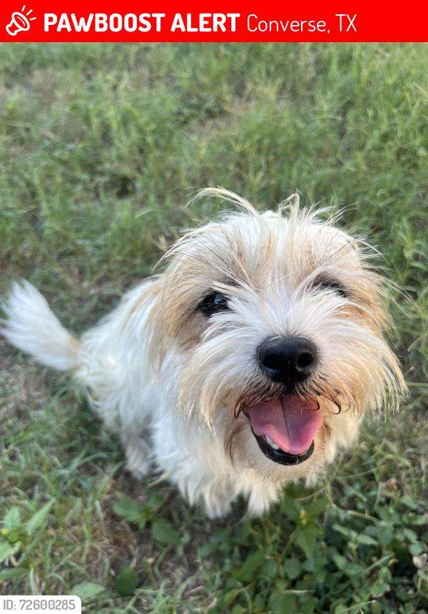 Lost Female Dog last seen Near , Converse, TX 78109