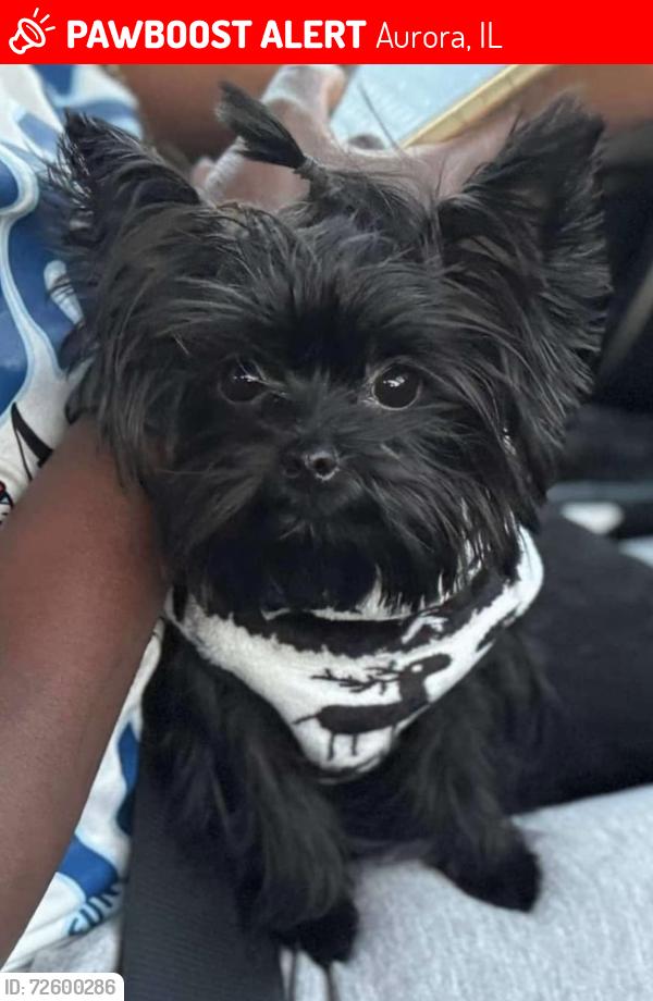 Lost Male Dog last seen Concord Street in Aurora , Aurora, IL 60505