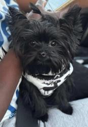 Lost Male Dog last seen Concord Street in Aurora , Aurora, IL 60505