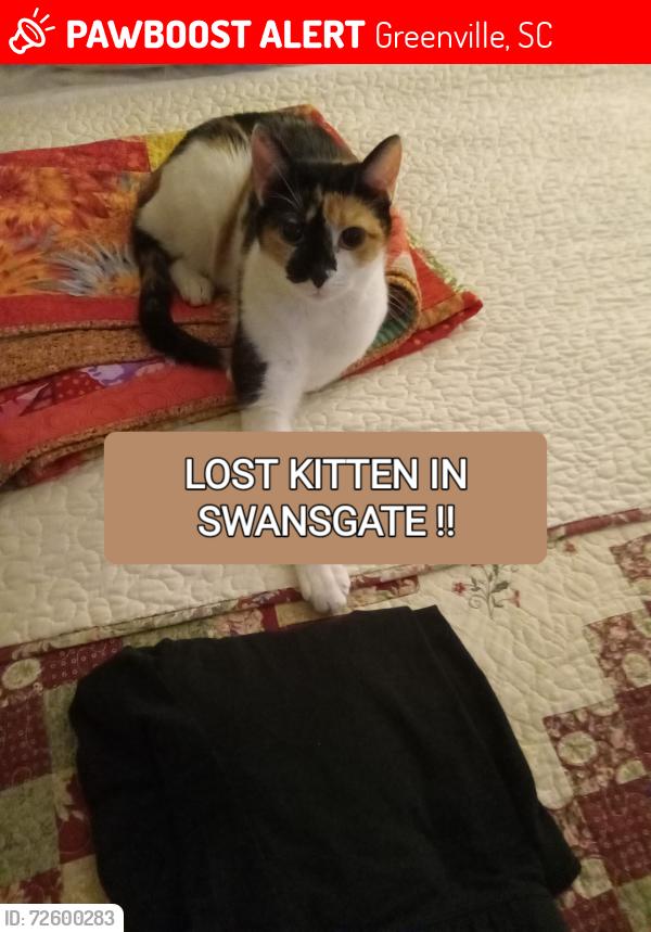 Lost Female Cat last seen Dove Terrace  Greenville, Greenville, SC 29605