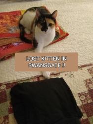 Lost Female Cat last seen Dove Terrace  Greenville, Greenville, SC 29605