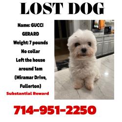 Lost Female Dog last seen Miramar Drive, Fullerton, CA 92831