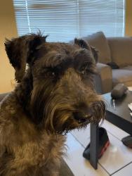 Lost Male Dog last seen Power inn and scottsdale, Sacramento, CA 95828