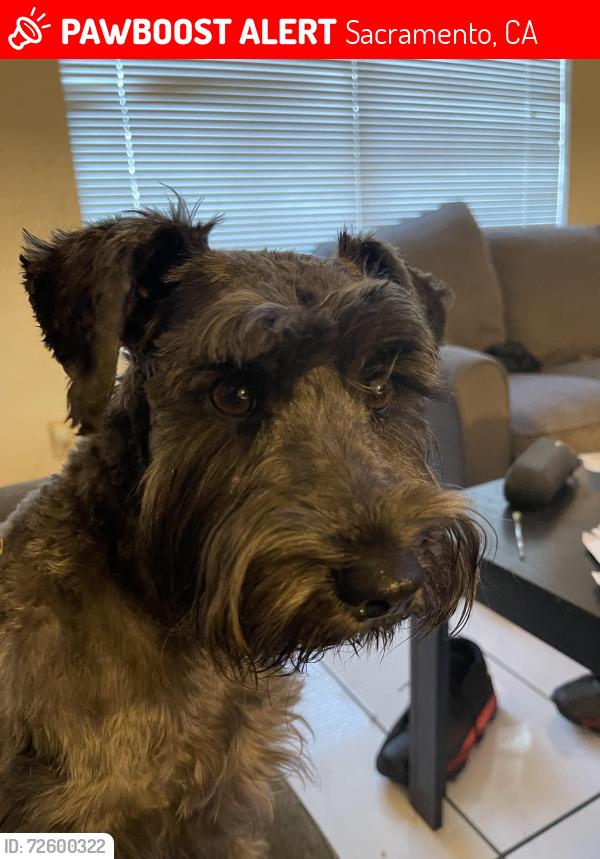 Lost Male Dog last seen Power inn and scottsdale, Sacramento, CA 95828