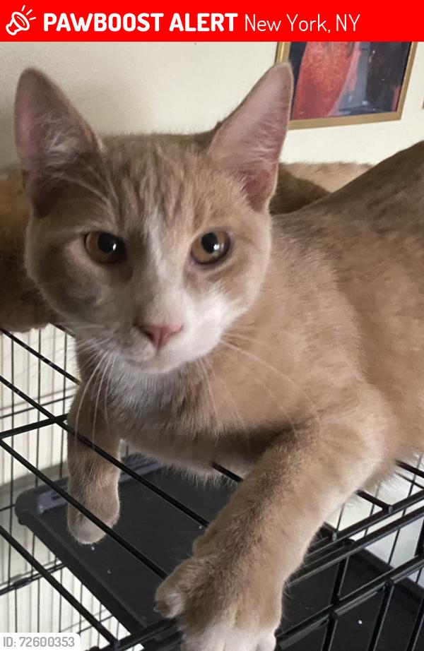 Lost Male Cat last seen Building 14 attached to a supermarket., New York, NY 10039