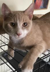 Lost Male Cat last seen Building 14 attached to a supermarket., New York, NY 10039