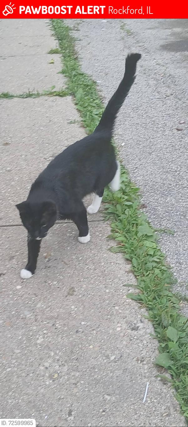 Lost Male Cat last seen He was taken from northtown Mall in Rockford Illinois, Rockford, IL 61103