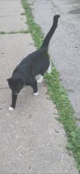 Lost Male Cat last seen He was taken from northtown Mall in Rockford Illinois, Rockford, IL 61103